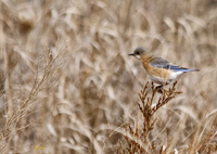 Eastern Bluebird 1372